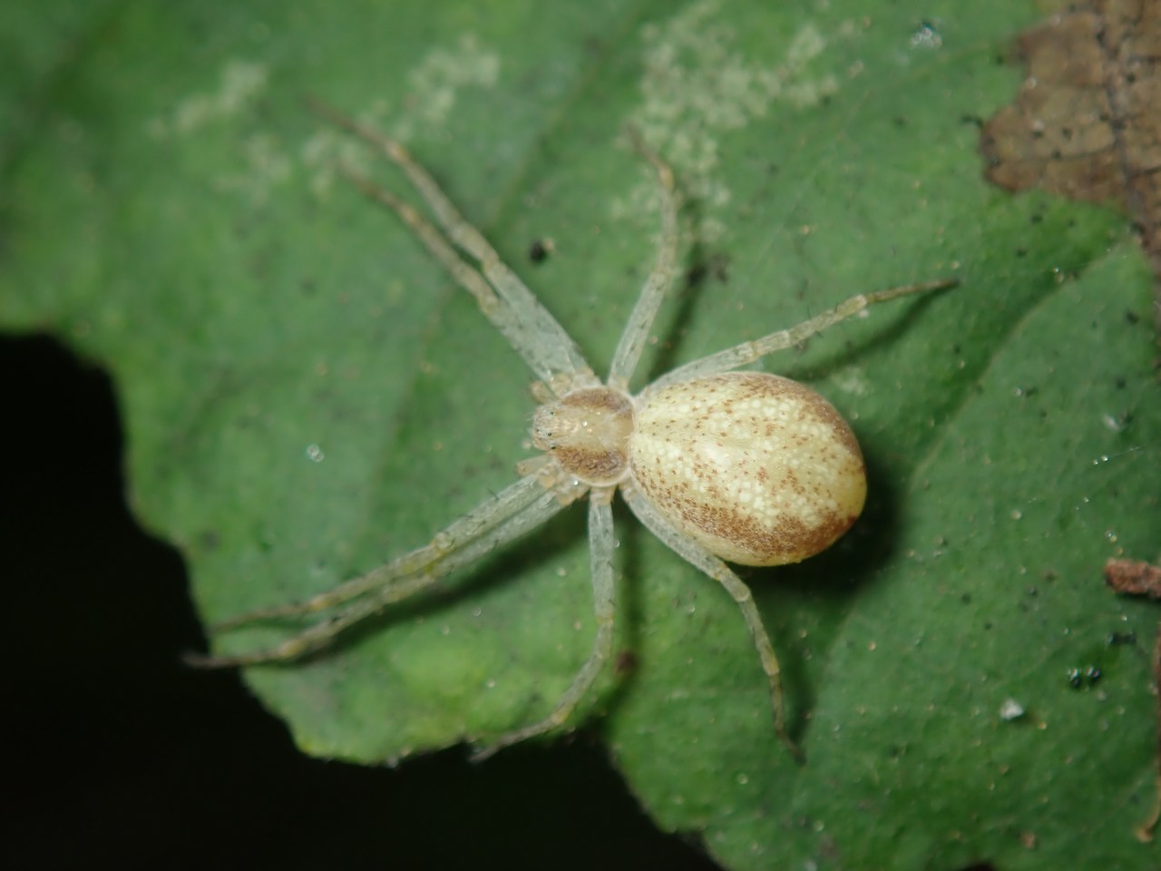 Philodromus rufus Philodromus rufus